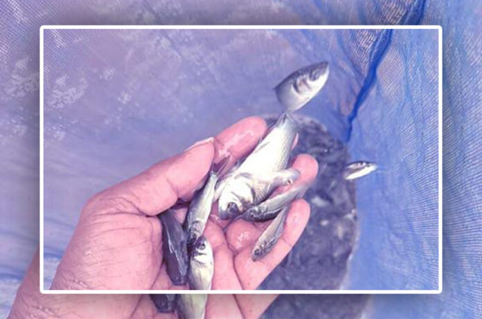 ईसापुर धरणात मासेमारी प्रकल्पाचा शुभारंभ